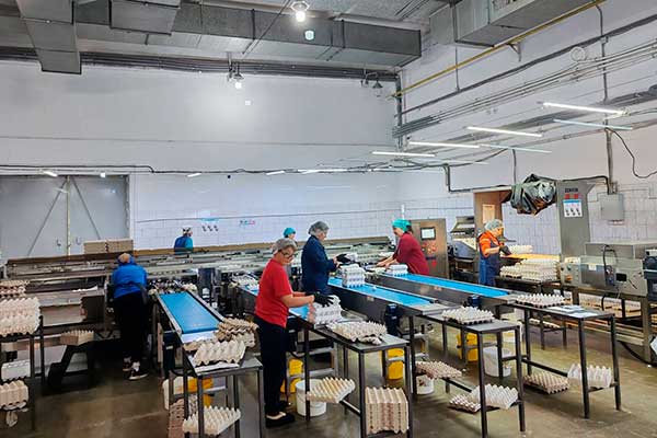 Омская птицефабрика — кейс ZENYER