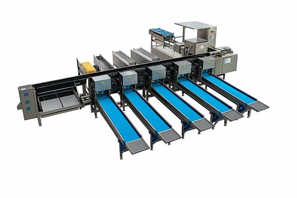 Автоматическая сортировка и упаковка яиц — ZENYER